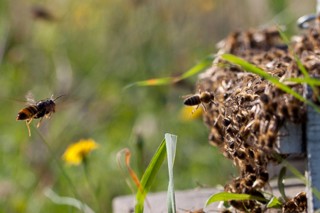 ¿Cómo prepararse para reducir los daños de la vespa velutina en la colmena?