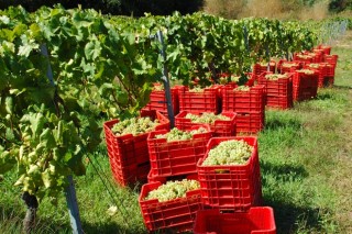 La Xunta simplifica la declaración de cosecha de uva para más de 10.000 viticultores