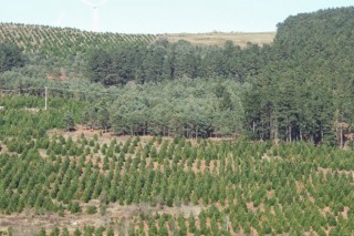 Galicia cuenta con la primera estrategia consensuada para el sector forestal, con una inversión de 4900 millones de euros hasta el año 2040