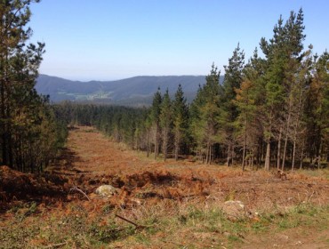 Tertulia en Zas sobre gestión forestal sostenible