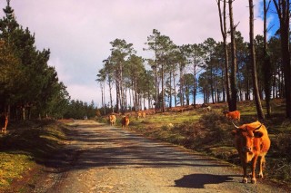 Ayudas de la Diputación de Pontevedra para crear parques forestales y mejorar el monte