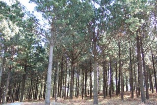Galicia inicia la exportación de pino para China