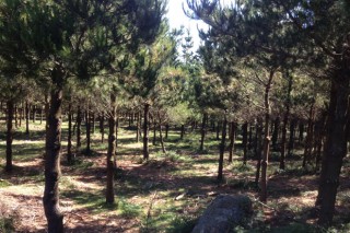 Formación sobre geolocalización de parcelas forestales y medición de troncos