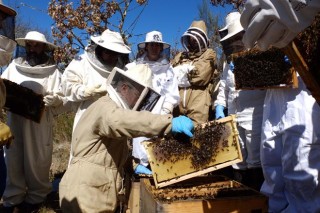 Curso en A Gudiña sobre manejo del apiario e identificación y tratamiento de las enfermedades en las colmenas