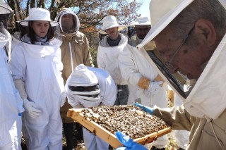 La próxima semana se celebra un curso de iniciación a la apicultura en Becerreá