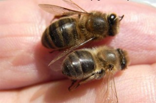 La importancia del polen en la alimentación de las abejas
