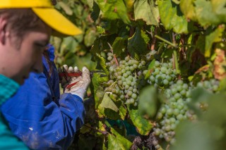 Monterrei finaliza una vendimia “excelente” con 4,47 millones de kilos de uva