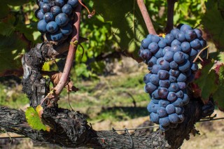 Comprueban que la presencia de residuos de fungicidas en la uva altera el aroma del vino