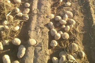 Elevadas cotizaciones de la patata de A Limia en el inicio de la cosecha