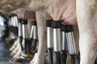 Estabilizado el precio de la leche en España