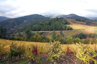 Bodegas Santa Marta: vinos exclusivos desde las laderas de Valdeorras