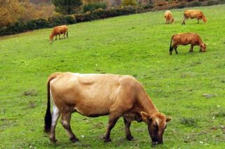 Convocadas las ayudas de compensaciones por inactividad y para reposición del ganado