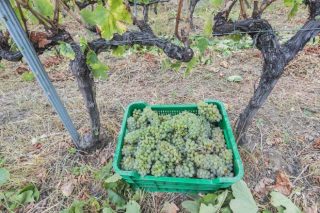 Valdeorras finaliza la vendimia con un 29% menos de uva pero de «excelente calidad»