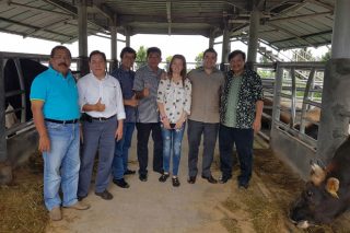 Acruga desarrolla en Indonesia cruces de Rubia Gallega con ganado autóctono