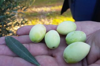El catálogo mundial del olivo incorpora dos variedades autóctonas de Galicia