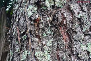 Areeiro advierte de que la procesionaria del pino adelanta su ciclo por la sequía
