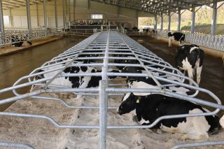 Beneficarios de las ayudas para ganaderías de leche en dificultades financieras