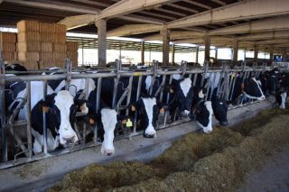 Fijado el importe de las ayudas asociadas por vacuno de leche y vacas nodrizas