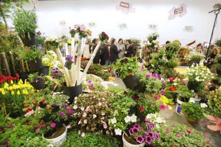 Convocadas las ayudas para los  productores de flor cortada y planta ornamental
