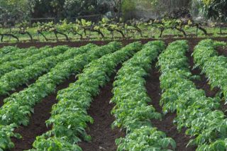 ¿Cómo luchan en Canarias contra la polilla guatemalteca de la patata?