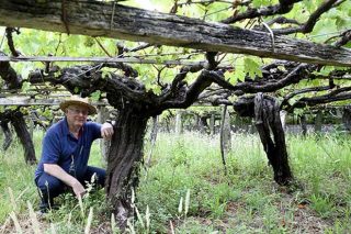 La IGP Viño de Barbanza e Iria aumenta los rendimientos autorizados e incorpora la variedad Merenzao
