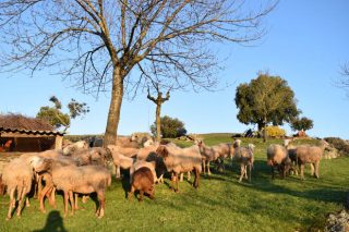 Publicado el importe de la ayuda a ovino y caprino por derechos especiales