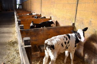 Las 5 claves del bienestar animal en la recría de ganado vacuno