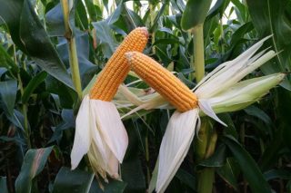 Recomendaciones técnicas para elegir el ciclo y la variedad de maíz más adecuada