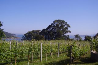 La IGP del vino de las Ribeiras do Morrazo entrará en marcha este año