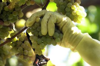 ¿Cuál es el punto óptimo de madurez de la uva para la vendimia?