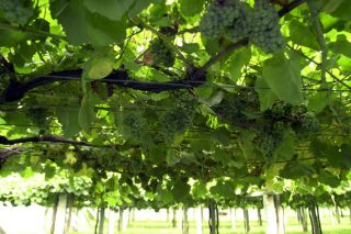 Los viñedos de Galicia aprovechan entre lo 30 y el 40% del agua que reciben