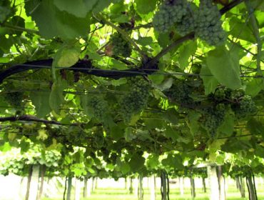 Los viñedos de Galicia aprovechan entre lo 30 y el 40% del agua que reciben
