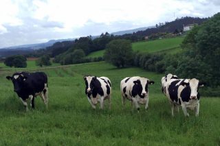 Producción de carne de vacuno mayor en Galicia (parte I)