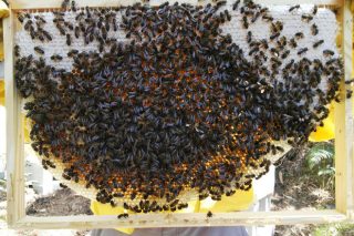 Manejo de las colmenas sin tratamientos, una apicultura alternativa