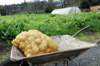 Polilla de la patata: La Xunta pide colaboración ciudadana para identificar a los que plantan en las zonas afectadas