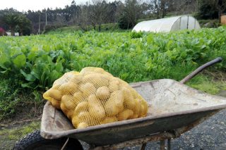 Polilla de la patata: El SLG demanda que la Xunta informe cuando se levantará la prohibición de plantar