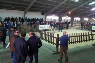 Media de 2.075 euros en la subasta de ganado Frisón de Chantada