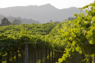 Rías Baixas consolida una viticultura sostenible con una apuesta por la investigación y la innovación