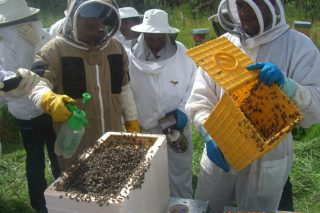 Así reparte la Xunta 1,4 millones en ayudas a los apicultores gallegos