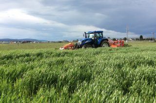 Campaña de ensilado de hierba 2018: menos cantidad y de menor calidad