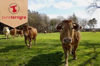 1,4 millones para la promoción de la carne de Ternera Gallega Suprema en toda España