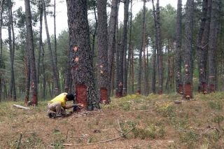 Lourizán confirma la potencialidad del resinado de pinos en Galicia