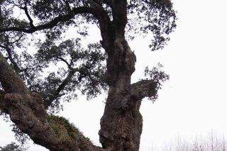 Veintidós municipios de Pontevedra cuentan con árboles catalogadas como singulares