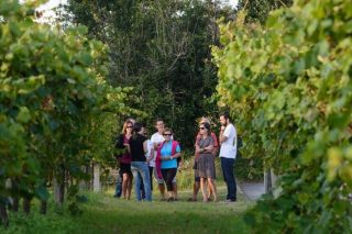 Jornadas de puertas abiertas de las rutas de los vinos en las 5 Denominaciones de Origen de Galicia