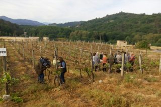 La Evega asesora a más de 70 viticultores en los trabajos de repoda de las vides afectadas por la helada