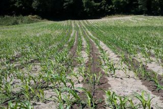 El regadío por goteo del maíz aumenta su rendimiento hasta en un 80%