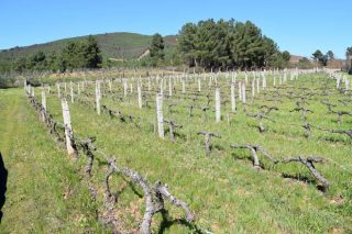 Jornada sobre alternativas al uso de herbicidas en viñedo