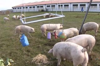 Curso en Lugo para el personal de las granjas de porcino