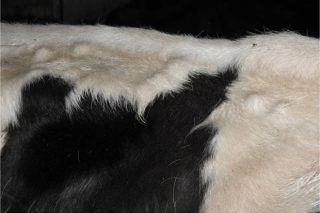 “La hipodermosis bovina sigue afectando hasta al 80% de las vacas no estabuladas”