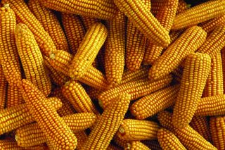 ¿Deben temer los ganaderos una subida del precio del maíz?
